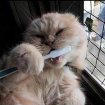 Give your smile!